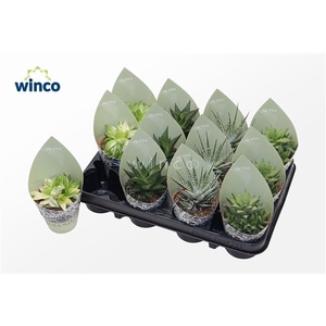 Haworthia Mix (4spc.) (sierra)