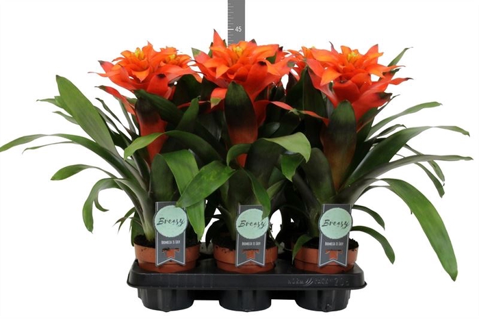 <h4>Guzmania  'Fiero Orange'</h4>