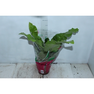 ASPLENIUM NIDUS P19