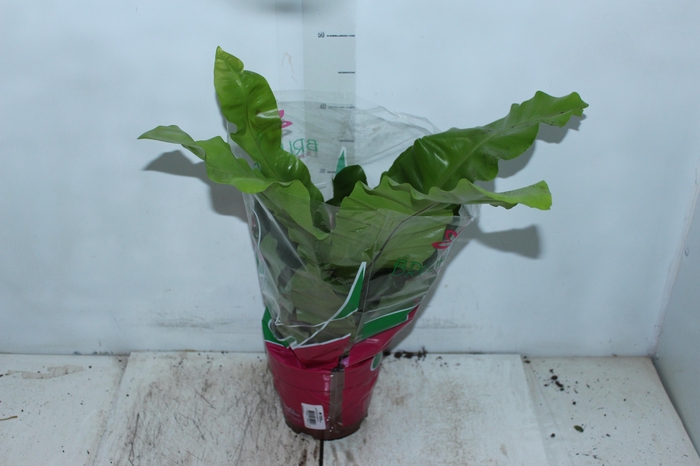 <h4>ASPLENIUM NIDUS P19</h4>