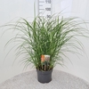 Miscanthus Red Chief