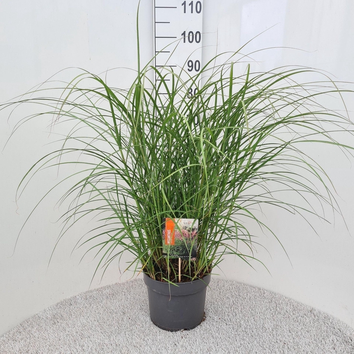 Miscanthus Red Chief