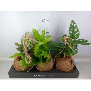 Planten Groen   ...mix  3