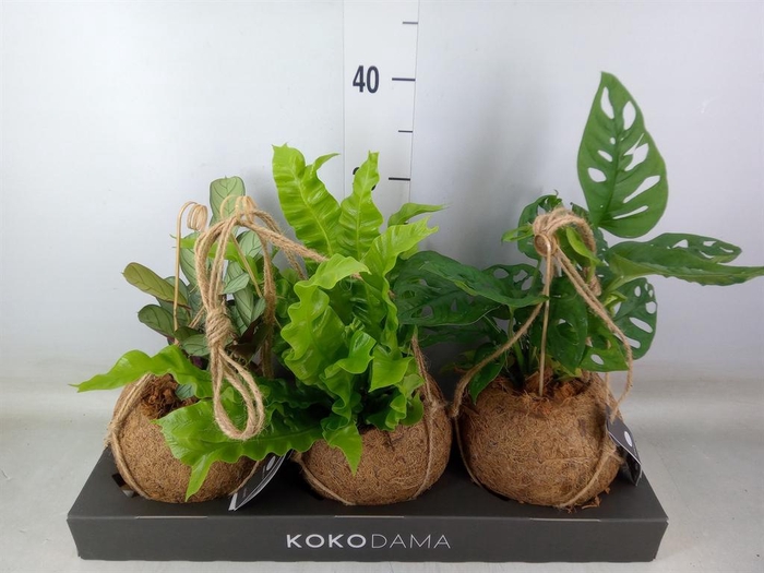 <h4>Planten Groen   ...mix  3</h4>