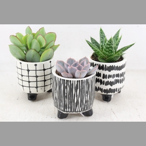 arr3 Demi - Ker. potje black/white pot