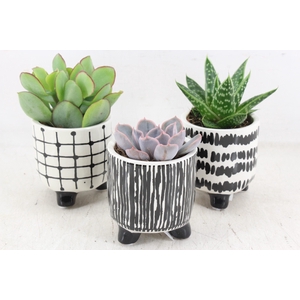 arr3 Demi - Ker. potje black/white pot