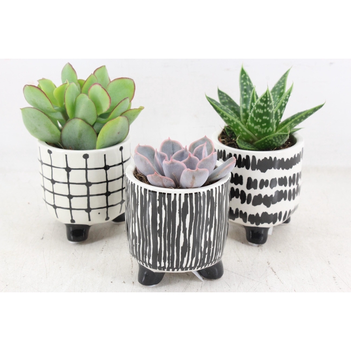 <h4>Arr3 Demi - Ker. Potje Black/white Pot</h4>