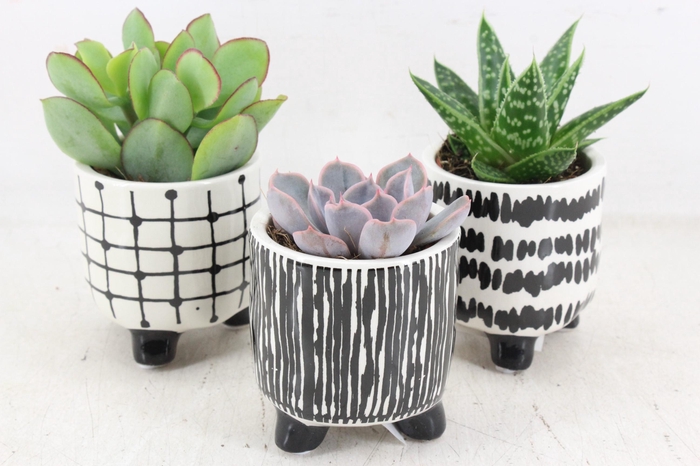 <h4>arr3 Demi - Ker. potje black/white pot</h4>