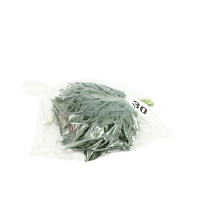 Aralia Small V P X5