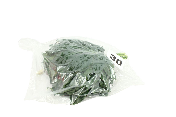 <h4>Aralia Small V P X 5</h4>