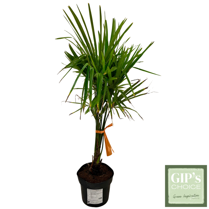 <h4>Trachycarpus fortunei Bush P24</h4>