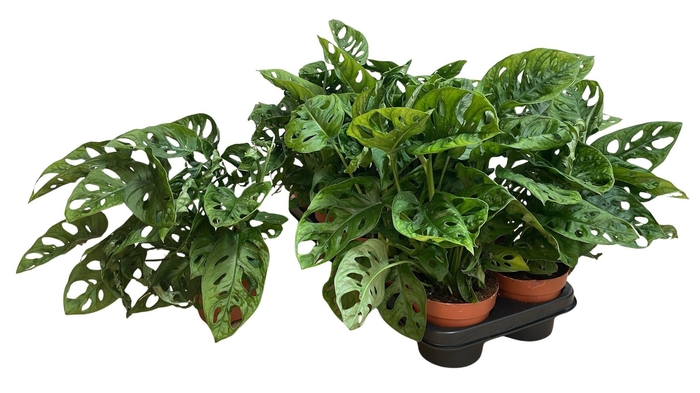 <h4>MONSTERA DELICIOSA</h4>