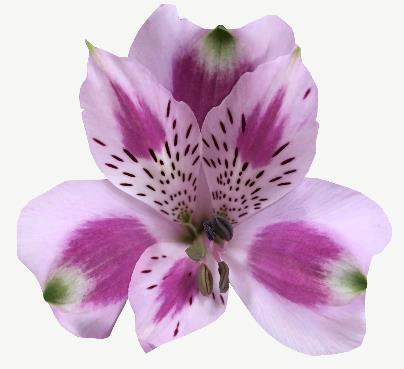 <h4>Alstr Bohemian</h4>