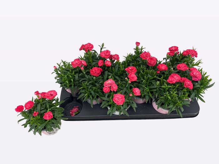 <h4>DIAN CODE SALMON</h4>