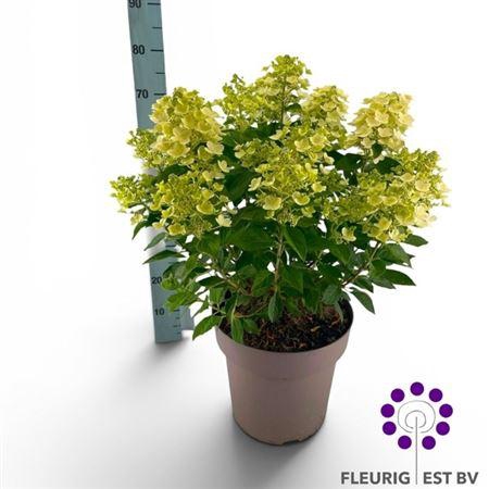 Hydr Pa Panflora