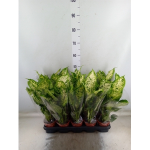 Dieffenbachia  'Compacta'