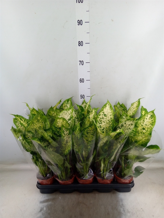 <h4>Dieffenbachia  'Compacta'</h4>