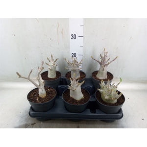 Adenium NB 'Ansu Baobab'
