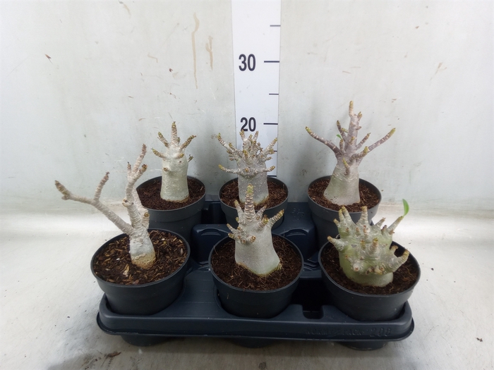 <h4>Adenium NB 'Ansu Baobab'</h4>