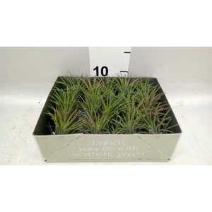 Tillandsia