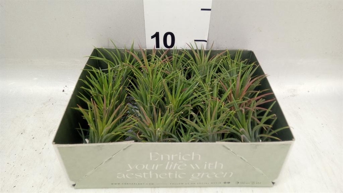 <h4>Tillandsia</h4>