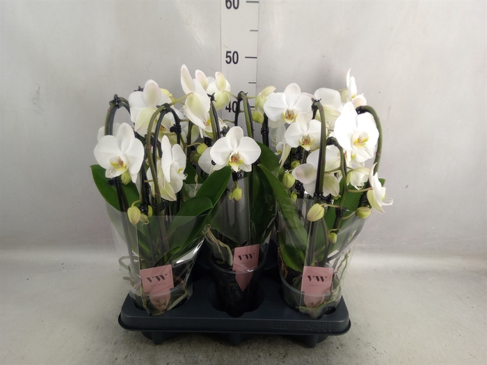 <h4>Phalaenopsis  'Elegant Cascade'</h4>