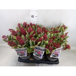 Skimmia jap. 'Perosa'