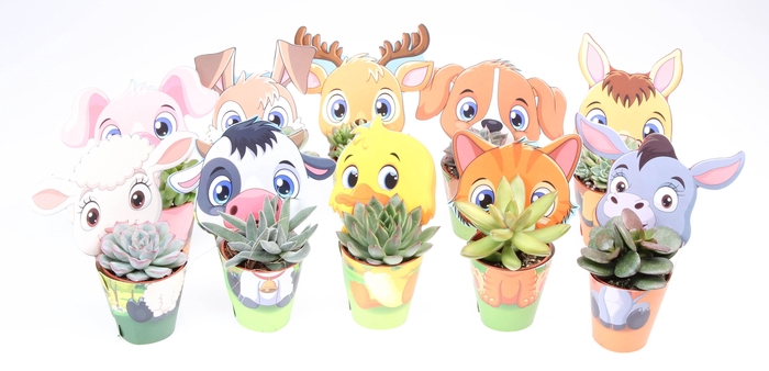 <h4>Potcover farm succulent mix</h4>