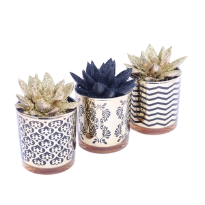 Echeveria goud en zwart in luxe design pot