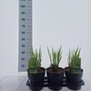 Panicum virgatum