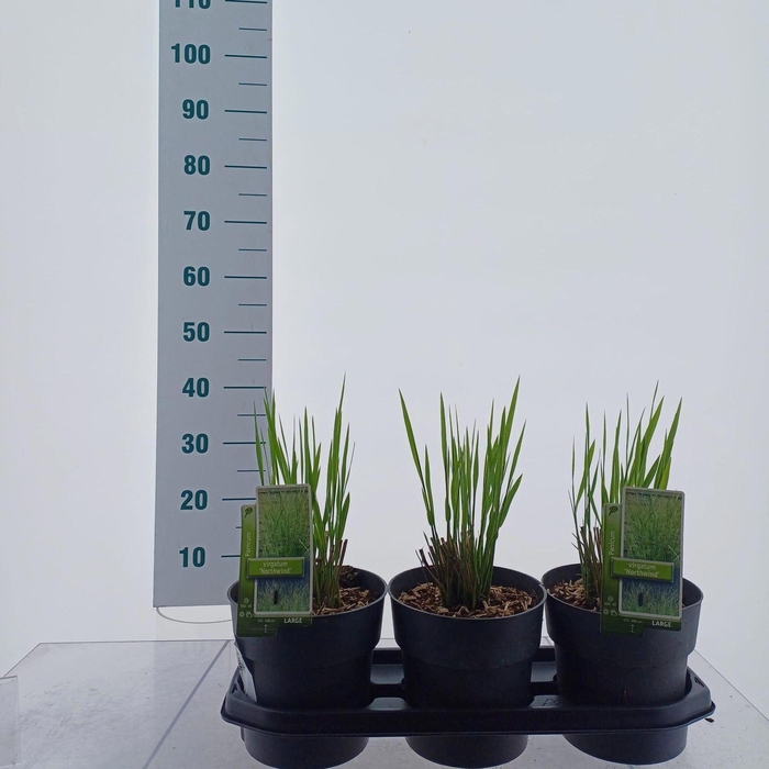 <h4>Panicum virgatum</h4>