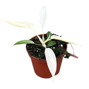 Philodendron Florida Ghost