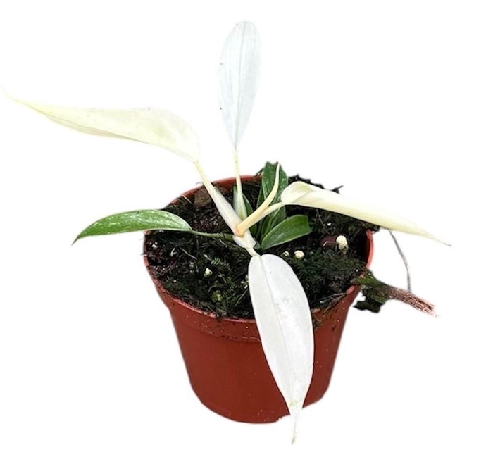 <h4>Philodendron Florida Ghost</h4>