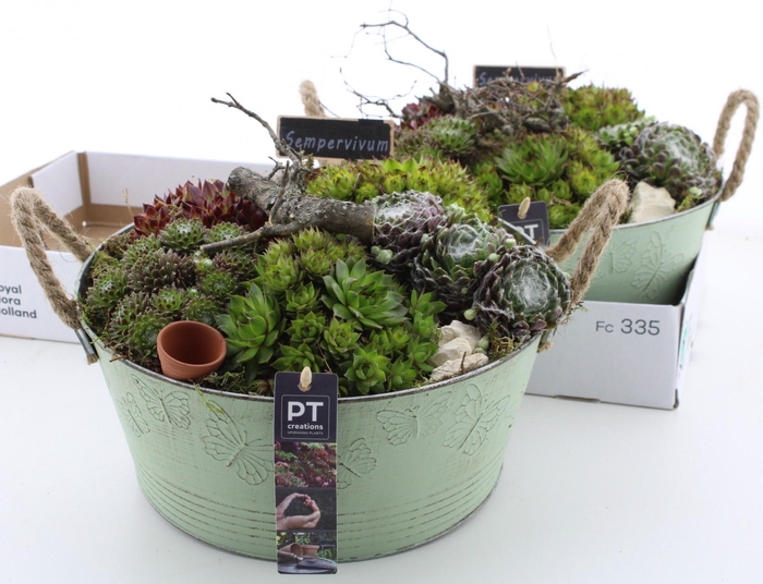 <h4>ARR SEMPERVIVUM</h4>