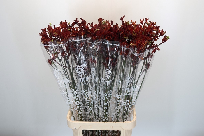 <h4>Anigozanthos Early Spring</h4>
