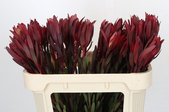 <h4>Leucadendron Saf Sunset Dark Red</h4>