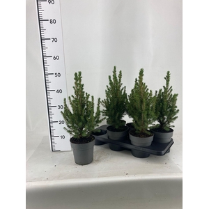 PICEA GL CONICA