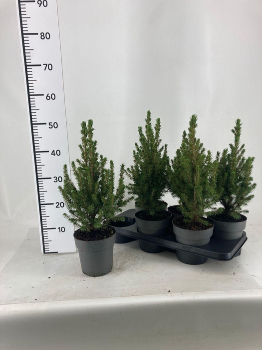 <h4>PICEA GL CONICA</h4>