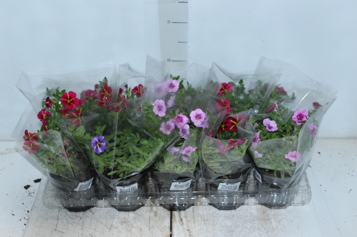 <h4>CALIBRACHOA P12</h4>