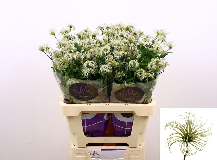 <h4>Clematis Amazing Kibo 60cm</h4>