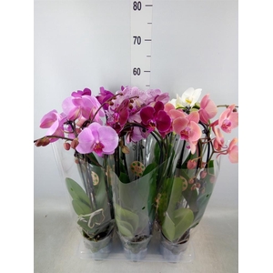 Phalaenopsis  'Elegant Cascade'