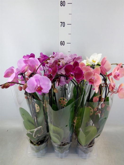 <h4>Phalaenopsis 'Elegant Cascade'</h4>