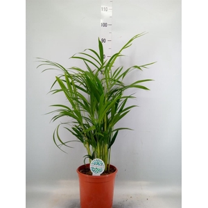 Dypsis lutescens   ...Chrysalidoca