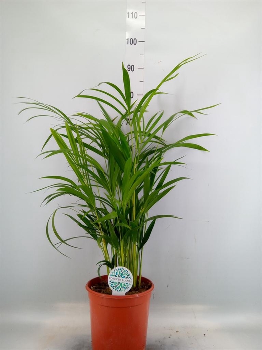 <h4>Dypsis lutescens ...Chrysalidoca</h4>