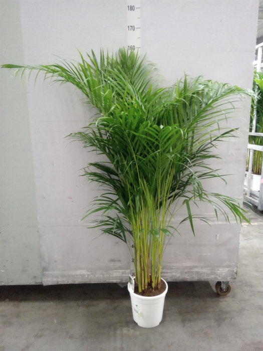 <h4>Dypsis lutescens   ...Chrysalidoca</h4>