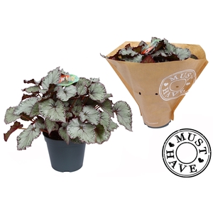 Bladbegonia Rex Hawaiian Silver Must Have