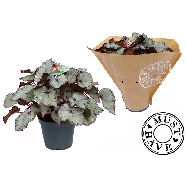 <h4>Bladbegonia Rex Hawaiian Silver Must Have</h4>