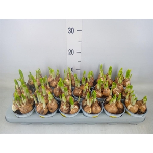 Narcissus  'Tete a tete'