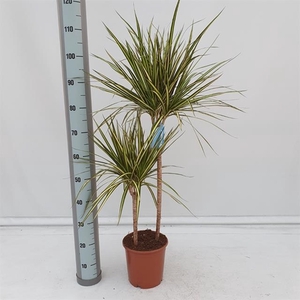 Dracaena marginata Golden Dragon 21Ø 120cm 2pp