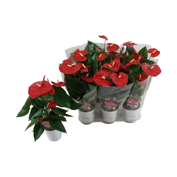 <h4>Anthurium XL.9 Jambo Red 12cm met blanco hoes</h4>